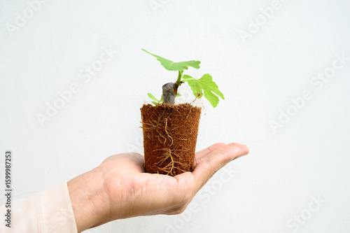 A small plant seedling isolate on white background with vibrant green leaves and a clearly visible, intricate network of healthy roots is cradled in the open palm of a hand. Focus roots cradled plant.