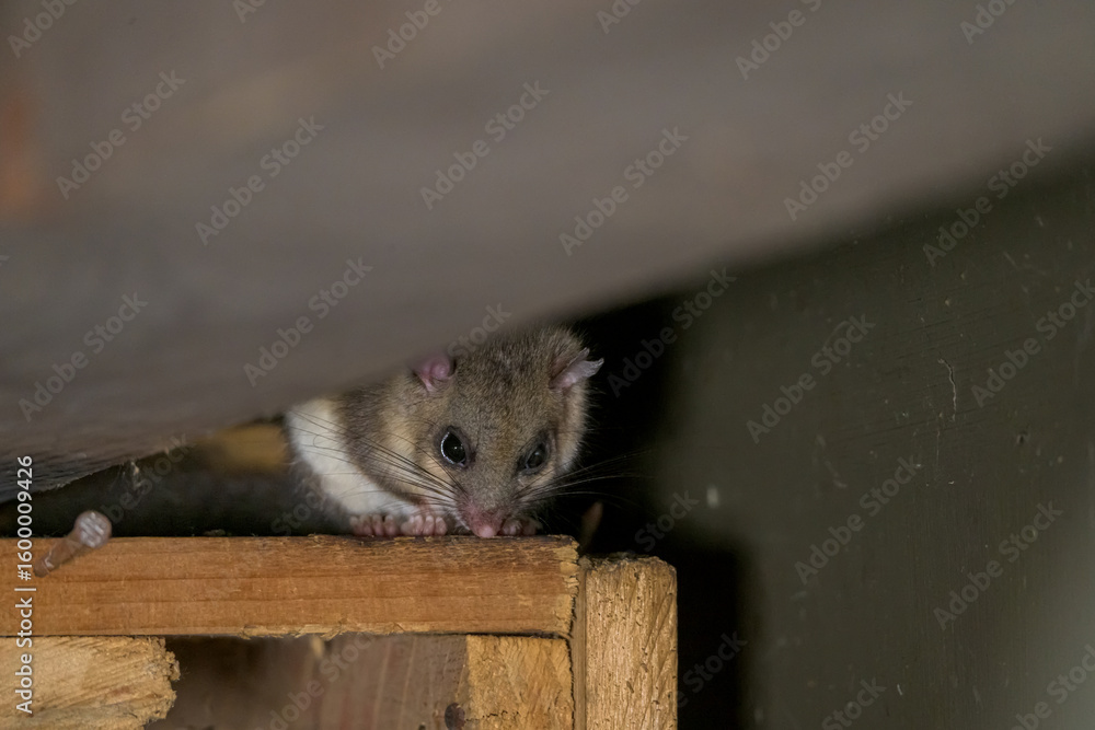 Φωτογραφία The Eurasian edible dormouse (Glis glis)