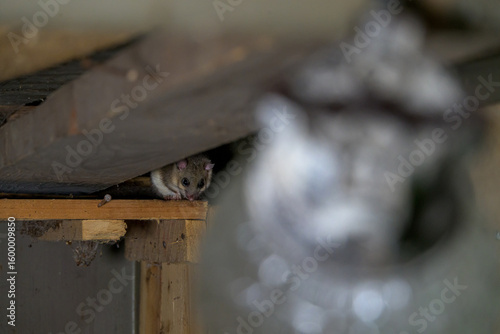The Eurasian edible dormouse (Glis glis)