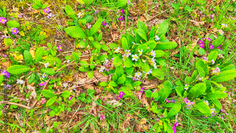 Obraz premium With the arrival of spring, colorful wild violets bloom among the grass under the hazelnut trees