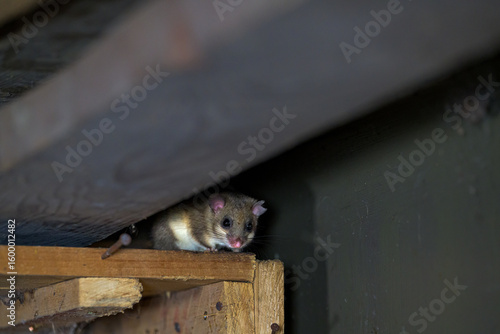 The Eurasian edible dormouse (Glis glis)
