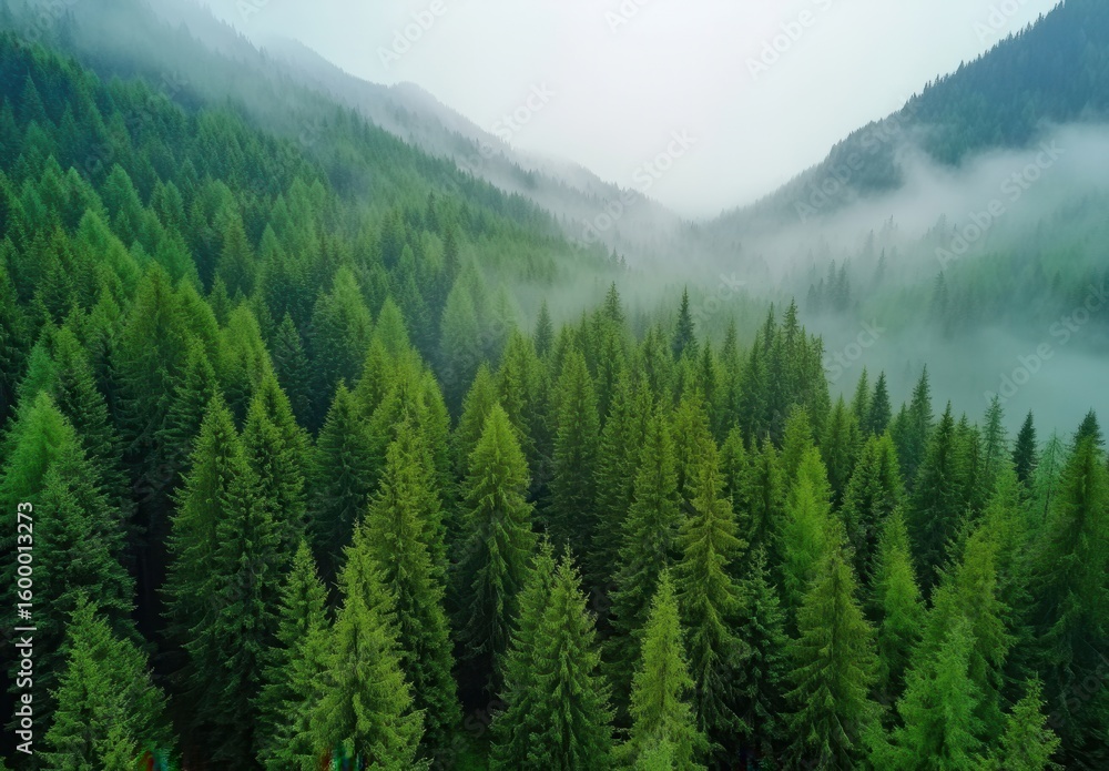Fototapeta premium A Serene Aerial View of Lush Green Coniferous Forests Nestled Amidst Misty Mountains and Rolling Fog, Capturing Nature's Tranquility and Majesty