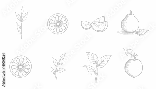 Hand-drawn sketches of various fruits and leaves on white background  