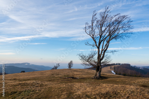 Fototapeta Naklejka Na Ścianę i Meble -  Samotne Drzewo Na Hali Jaworowej w Brennej, Beskidzie Śląskim na tle nieba