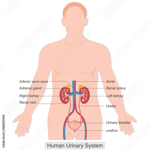 The human urinary system also known as the renal system.