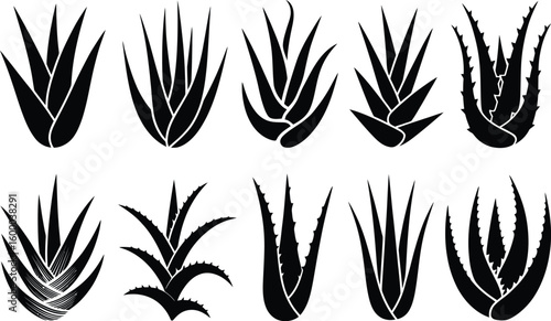 Black aloe vera plant silhouettes succulent botanical