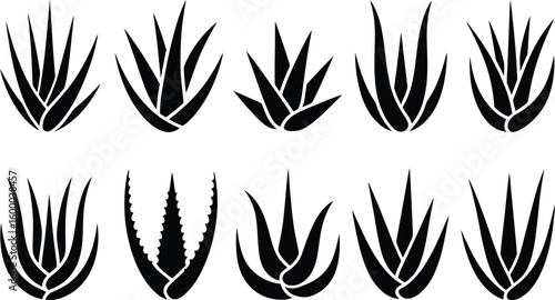 Black aloe vera plant silhouettes succulent