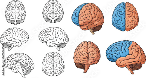 Detailed human brain illustrations showing different views and lobes for medical and educational purposes
