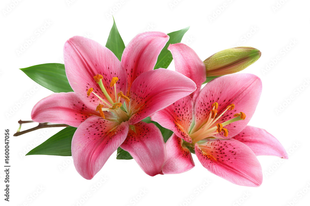 Fototapeta premium Beautiful pink lilies blooming in a bright studio environment. Isolated on transparent background, png.