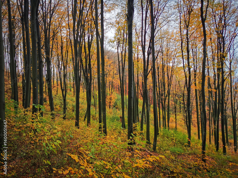 Fototapeta premium A vibrant autumn forest scene with tall, slender trees and colorful foliage covering the hillside. Captured in the Bükk Mountains.