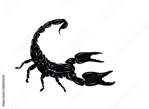 Shadow scorpion is raising its venomous tail gracefully. Poisonous insect. Vector illustration.