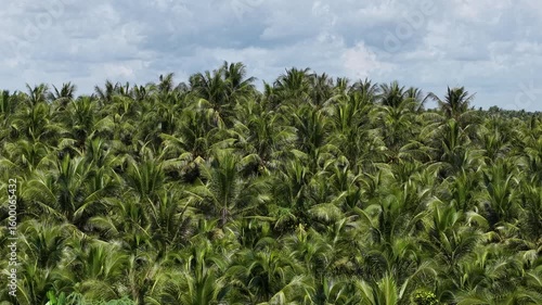 Wallpaper Mural Drone view of a vast coconut plantation in the Mekong Delta, Vietnam, with dense green foliage stretching to the horizon. Torontodigital.ca