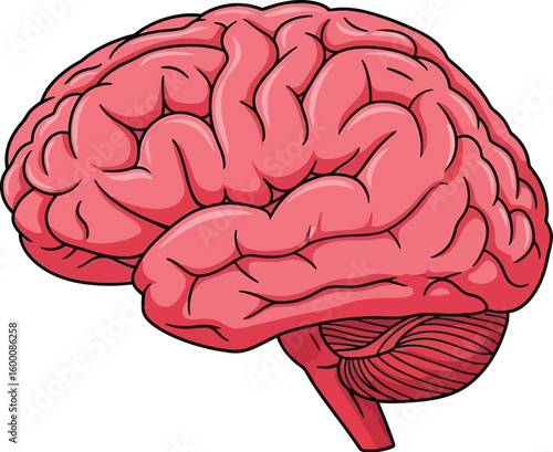 Anatomical illustration of a pink human brain with detailed gyri and sulci