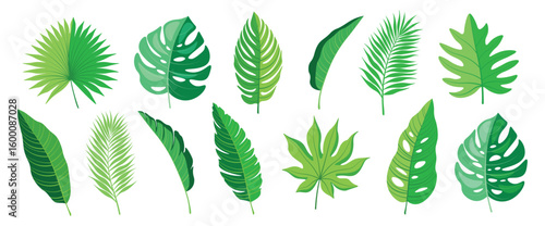 Set of beautiful tropical leaves cartoon style. Vector illustration of various stylized green leaves: monstera, banana, palm leaves isolated on white background. Jungle leaves. Rainforest.