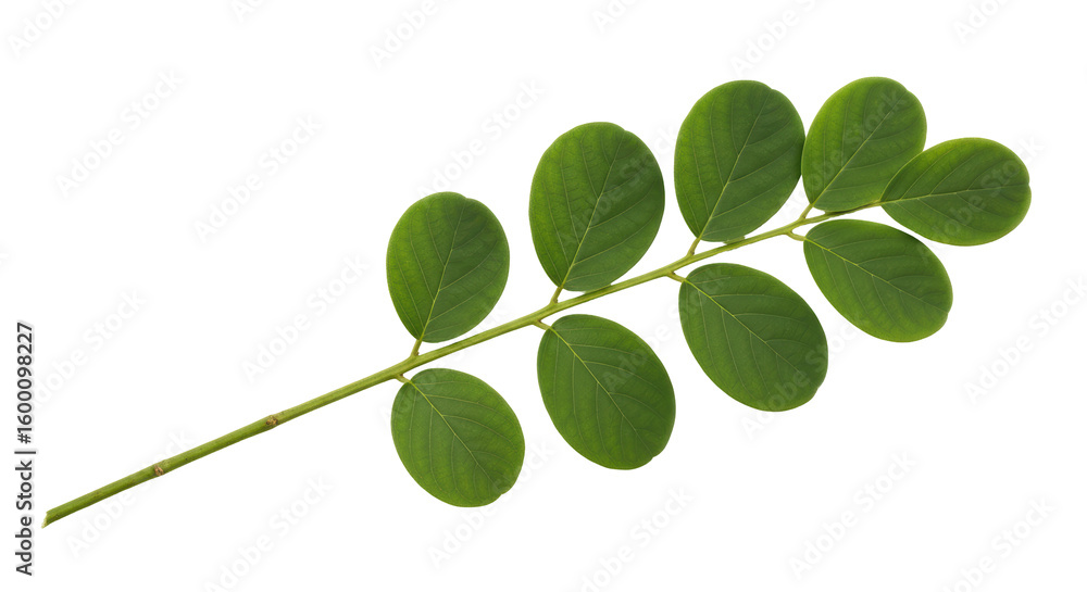 Obraz premium Isolated Green Leafy Branch