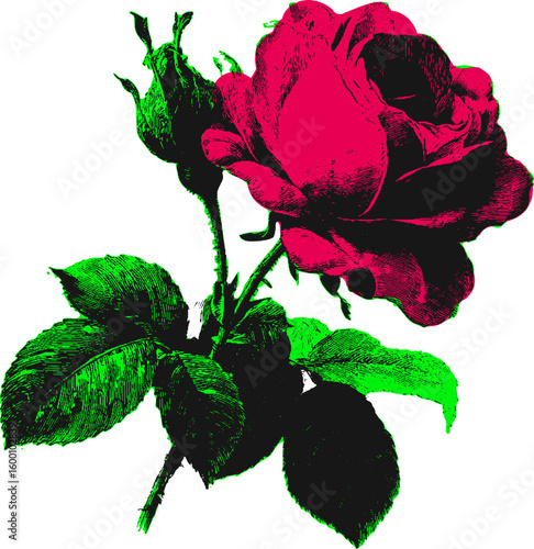 Rose bloom with leaves and bud in botanical style. Green and red vector illustration with vintage details.