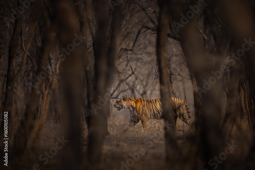 Royal bengal tiger pose with beautiful background. Amazing tiger in the nature habitat. Wildlife scene with dangerous beast. Hot weather in wild India. Panthera tigris tigris.