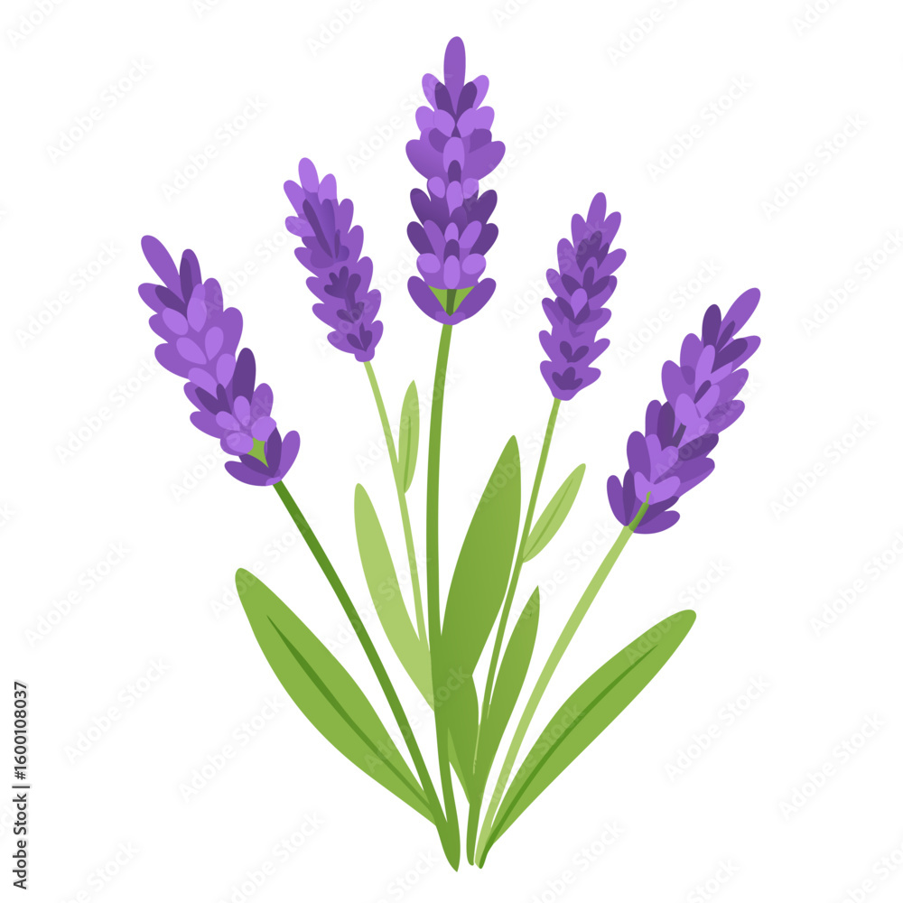 Fototapeta premium Lavender Flowers Bunch – Botanical Vector Illustration