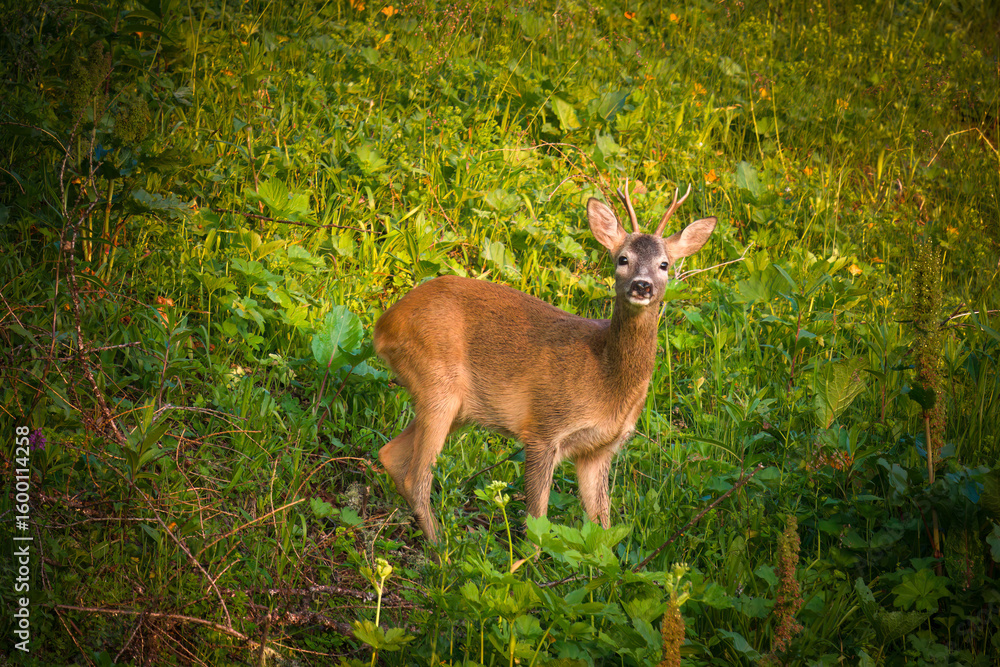 Obraz premium a young roe buck in the sunrise on a mountain meadow at a summer