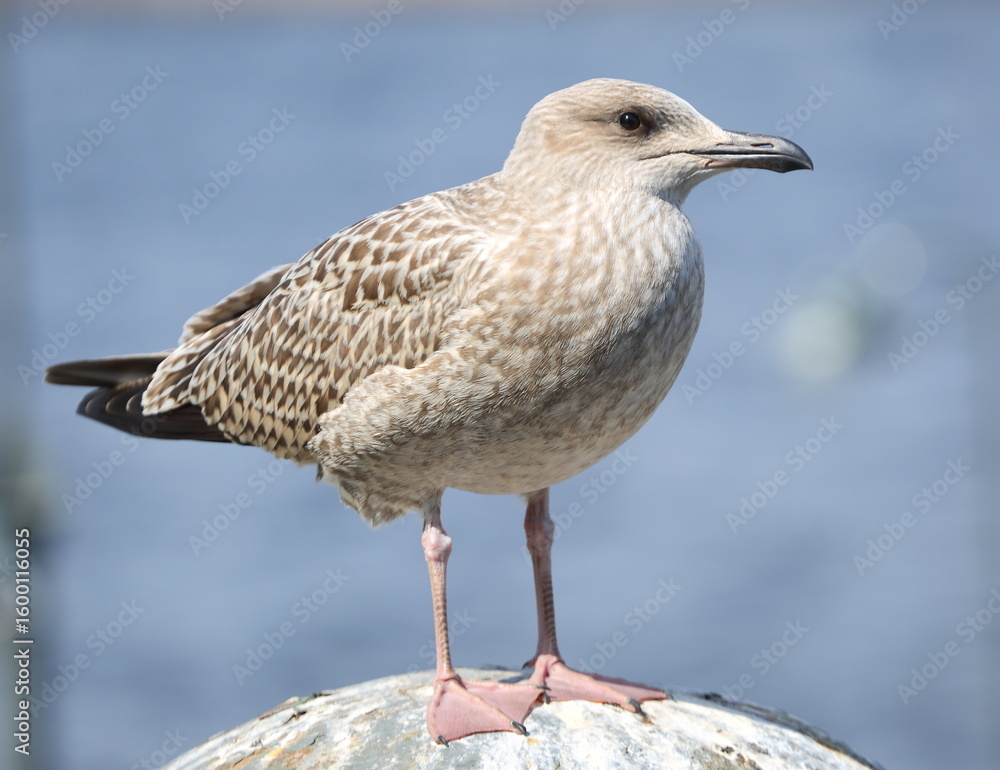 Obraz premium A large spotted gull stands at the top of the sphere