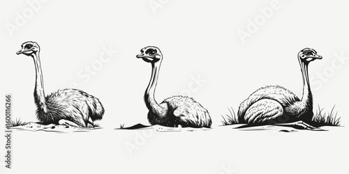 ostrich lying sketch illustration vector