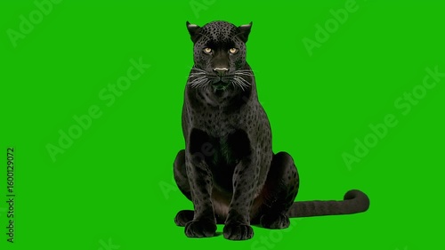 Powerful black panther sit against green screen background. Sleek panther mid-stride studio portrait. Detailed close-up of panther's glossy black fur.