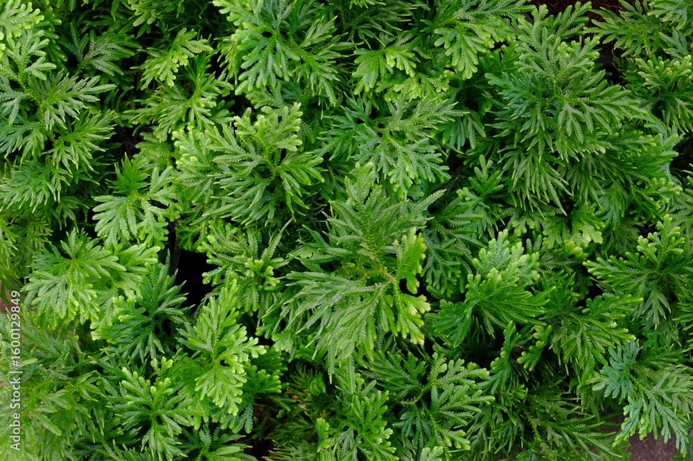 Close-up of lush, green fern-like foliage with intricate, feathery leaves creating a dense and vibrant natural texture. Close-up of lush, green fern-like foliage with intricate, feathery leaves creating a dense and vibrant natural texture.