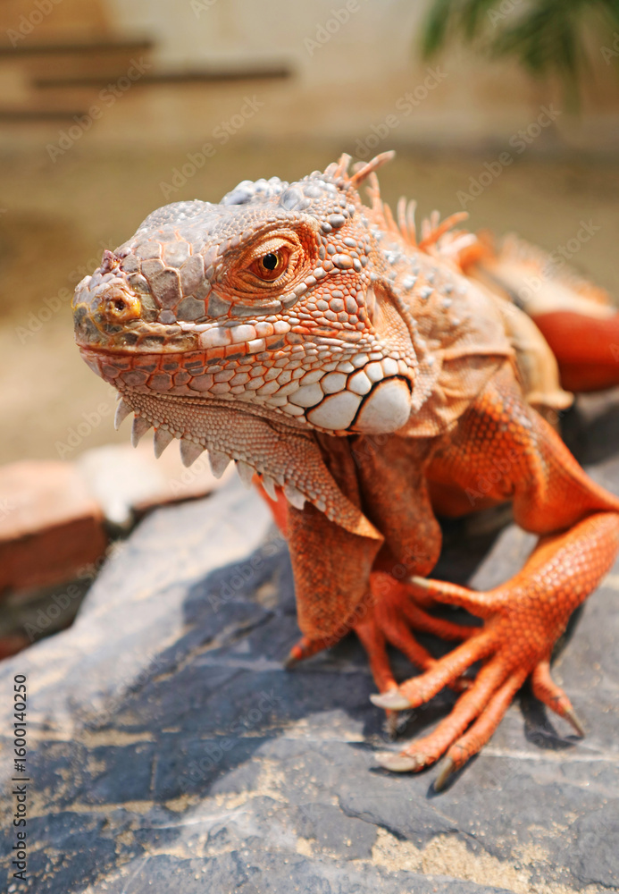 Fototapeta premium Closeup of the Details of a Vivid Orange Color Green Iguana