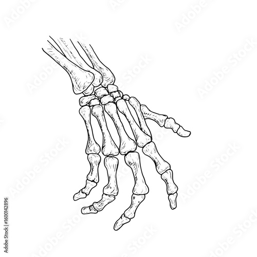 Skeleton hand, fingers made of bones, silhouette drawing, black and white sketch. Vector illustration. Classic Halloween decor, isolated on white background. For cards, invitations and textiles