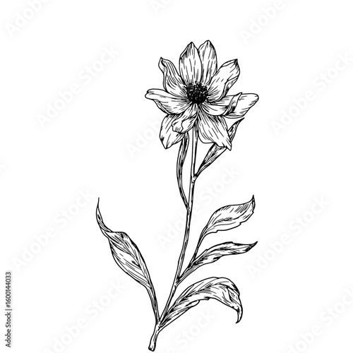 Wildflowers with buds and leaves, black and white sketch. Vector illustration.Einacea, wild tulip, meadow flower, isolated on a white background. The theme of nature, spring and summer