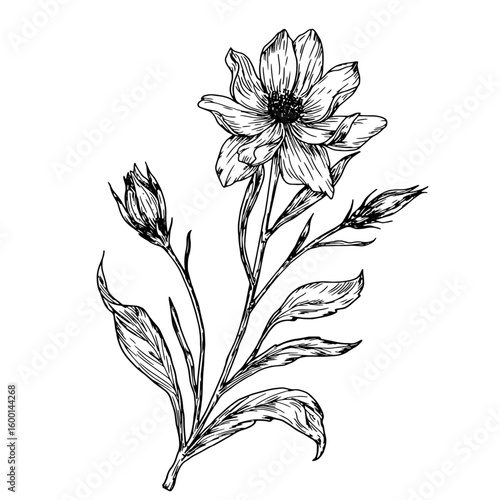 Wildflowers with buds and leaves, black and white sketch. Vector illustration.Einacea, wild tulip, meadow flower, isolated on a white background. The theme of nature, spring and summer