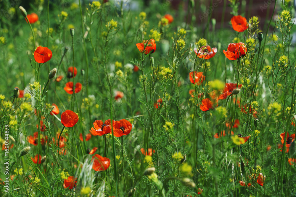 Fototapeta premium red poppies growing in the field in sunlight