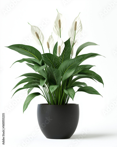 plant in a pot