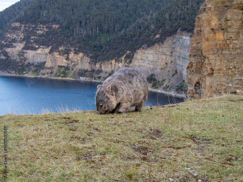 a wombat in Tasmania Australia