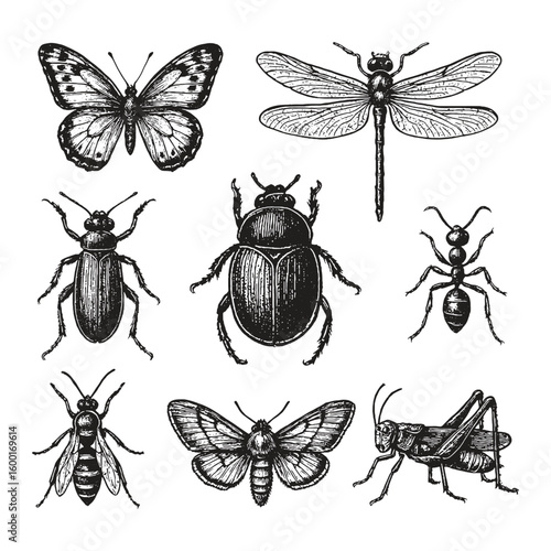 Set of detailed vintage insect illustrations including butterfly, dragonfly, beetle, ant, bee, and grasshopper in black and white.