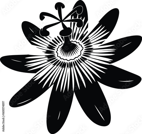 Intricate black passion flower bloom white