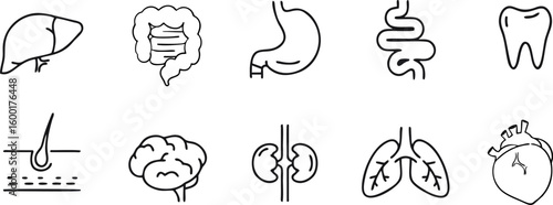 A set of ten minimalist line icons representing various human organs and anatomical parts, arranged in two rows of five. The top row features: a liver, large intestine, stomach, small intestine, and a