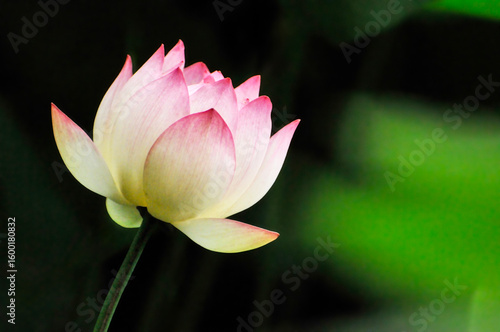 blossoming lotus flowers