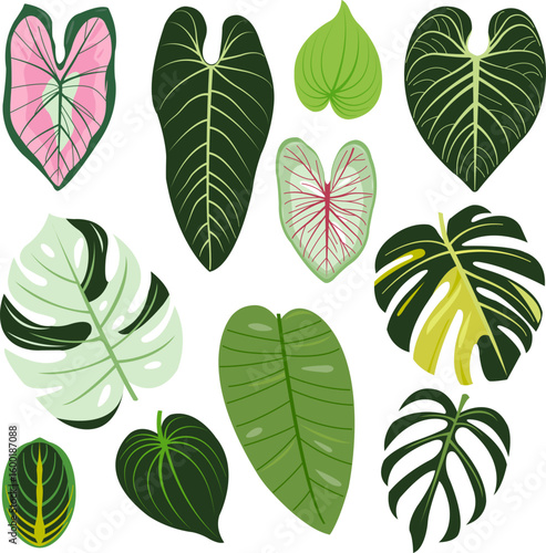 Indoor houseplants leaf set. Various tropical jungle plant leaves collection. Exotic plants, tree and monstera leaf decoration. Vector illustration