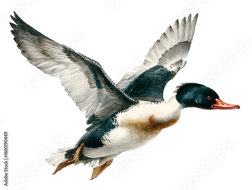 A male red breasted merganser duck flying with its wings fully extended out