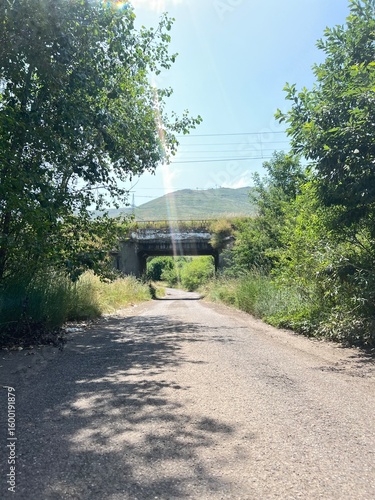 driving through the forest