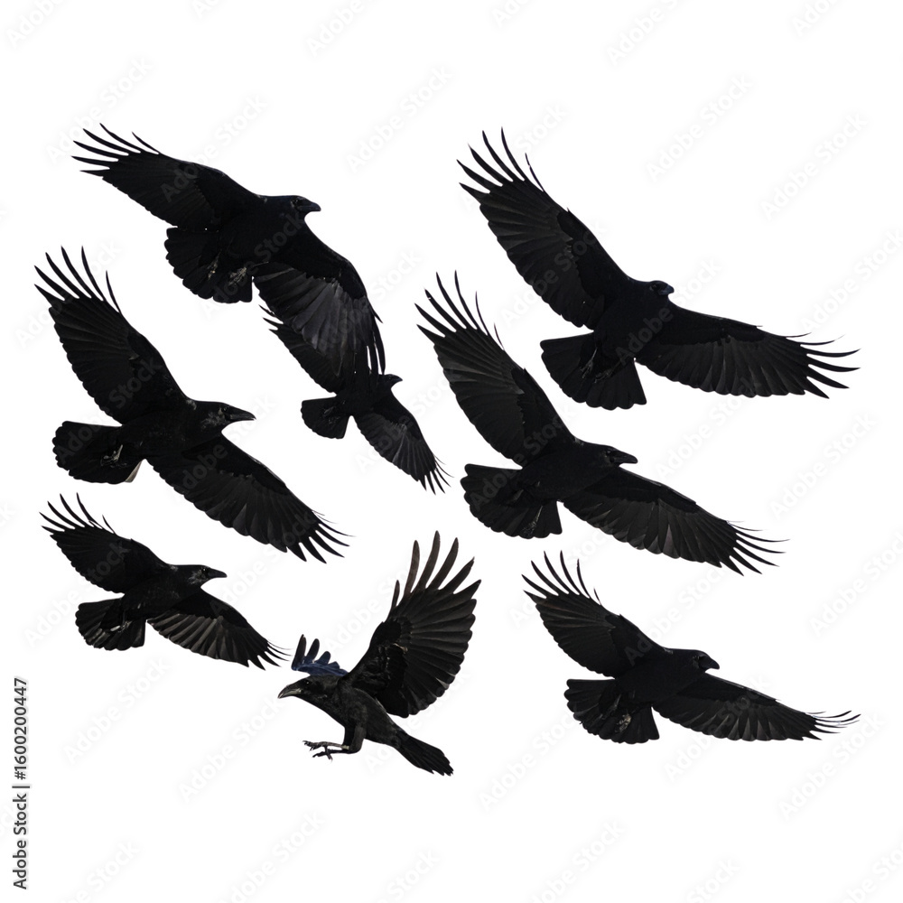 Naklejka premium Silhouetted Flock of Crows Flying Against Transparent Background