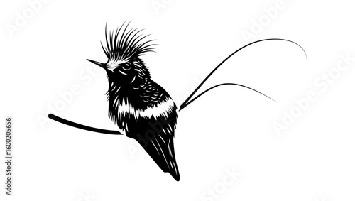 Peacock Coquette bird, black isolated silhouette