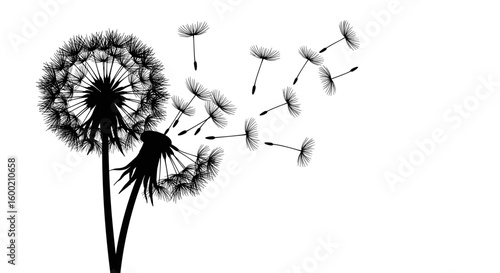 Dandelion silhouette on white background with flying seeds in the wind