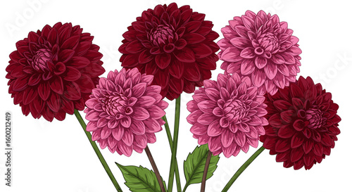 Vibrant red and pink dahlias in bloom against a white background