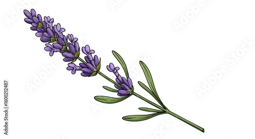 Detailed botanical drawing of lavender sprig with purple flowers