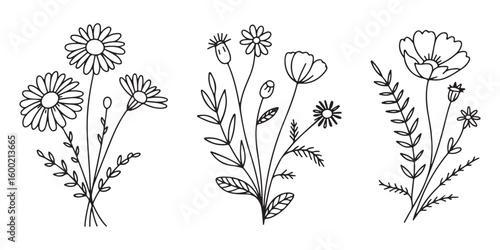 Elegant Botanical Illustrations of Wildflowers and Meadow Plants A Delicate Collection of Floral Line Art
