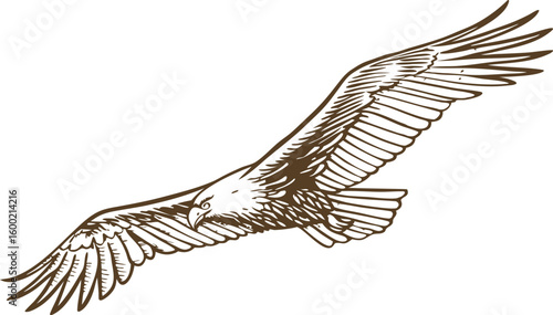 majestic eagle in flight detailed line art illustration of soaring bird of prey with outstretched wings, freedom symbol