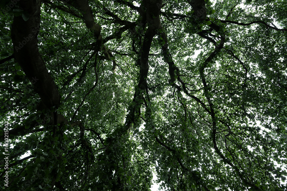 Fototapeta premium baum krone wald natur