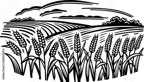 Wheat field illustration with ripe grain ears, countryside landscape, rural farmland pattern in black and white